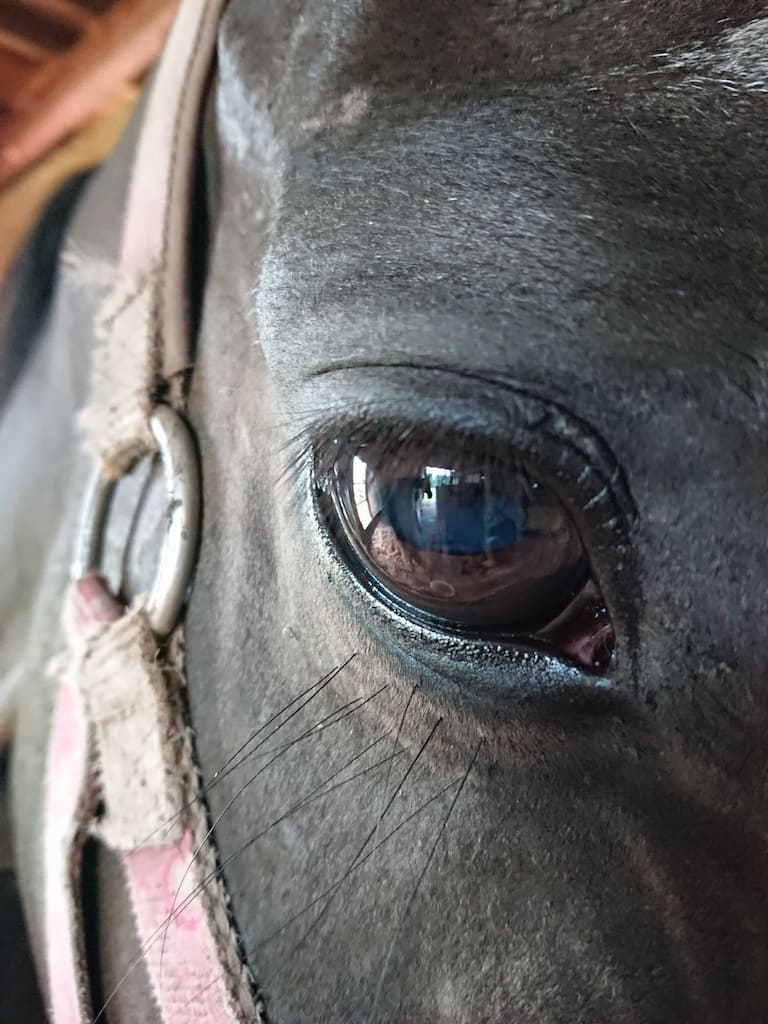 吉野牧場のお馬さん　瞳のアップ写真