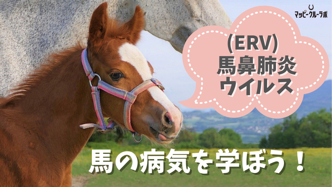 馬の病気を学ぼう　ERV